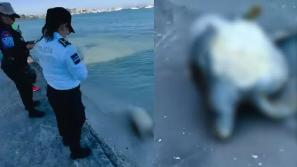 Se viraliza un video que muestra a una tortuga marina sin vida a la orilla del malecón de La Paz