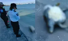 Se viraliza un video que muestra a una tortuga marina sin vida a la orilla del malecón de La Paz