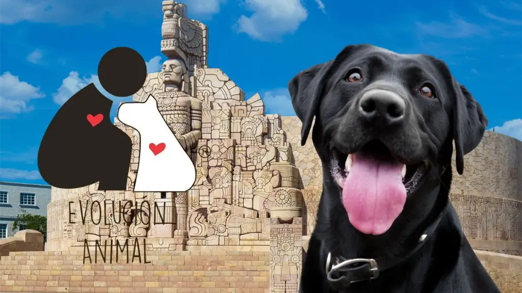 5 medidas para afrontar la crisis que sufren perros y gatos en Mérida, según un albergue