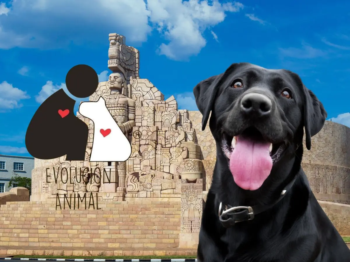 Mérida ha tenido días difíciles con el tema de maltrato animal debido a casos recientes en el que perros y gatos han sido víctimas de una crisis, por eso activistas proponen 5 medidas para afrontar este problema.- Fuente Canva