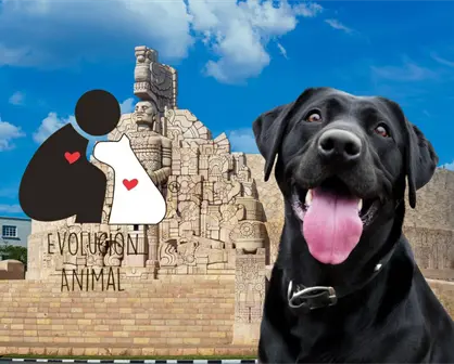 5 medidas para afrontar la crisis que sufren perros y gatos en Mérida, según un albergue