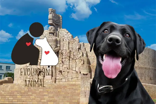 5 medidas para afrontar la crisis que sufren perros y gatos en Mérida, según un albergue