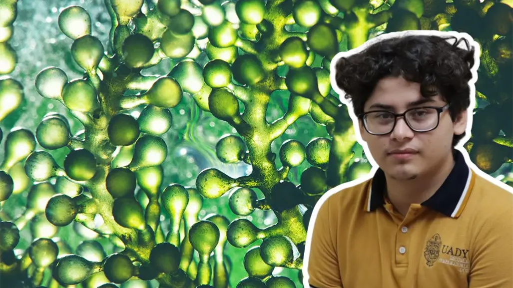 Joven desarrolla proyecto sustentable con microalgas e IA para cuidar el agua en Yucatán