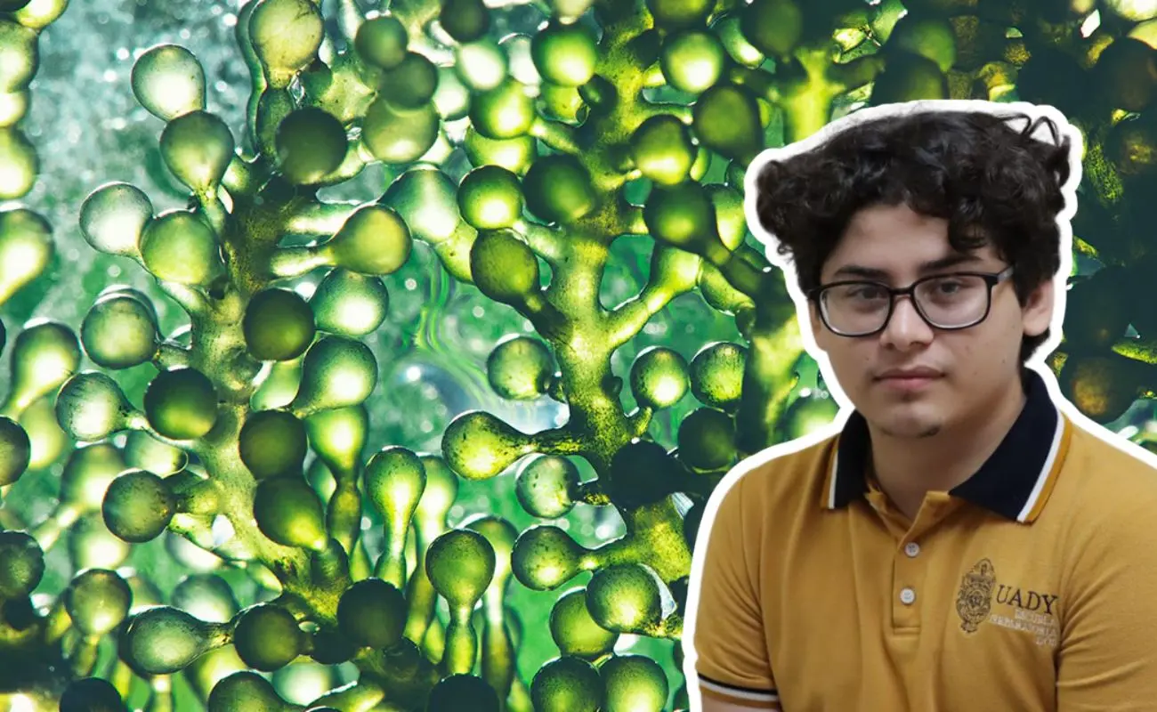 ¿Cómo funciona el sistema que combina microalgas e inteligencia artificial? Fotos: IRVING GIL