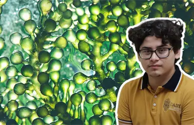 Joven desarrolla proyecto sustentable con microalgas e IA para cuidar el agua en Yucatán