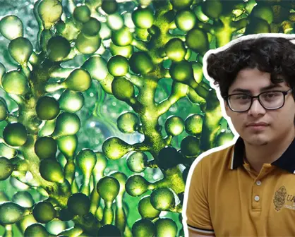 Joven desarrolla proyecto sustentable con microalgas e IA para cuidar el agua en Yucatán