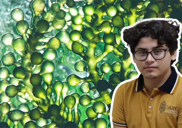 Joven desarrolla proyecto sustentable con microalgas e IA para cuidar el agua en Yucatán