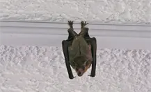 Alertan por aumento de murciélagos en la capital de Tamaulipas; autoridades temen propagación de rabia