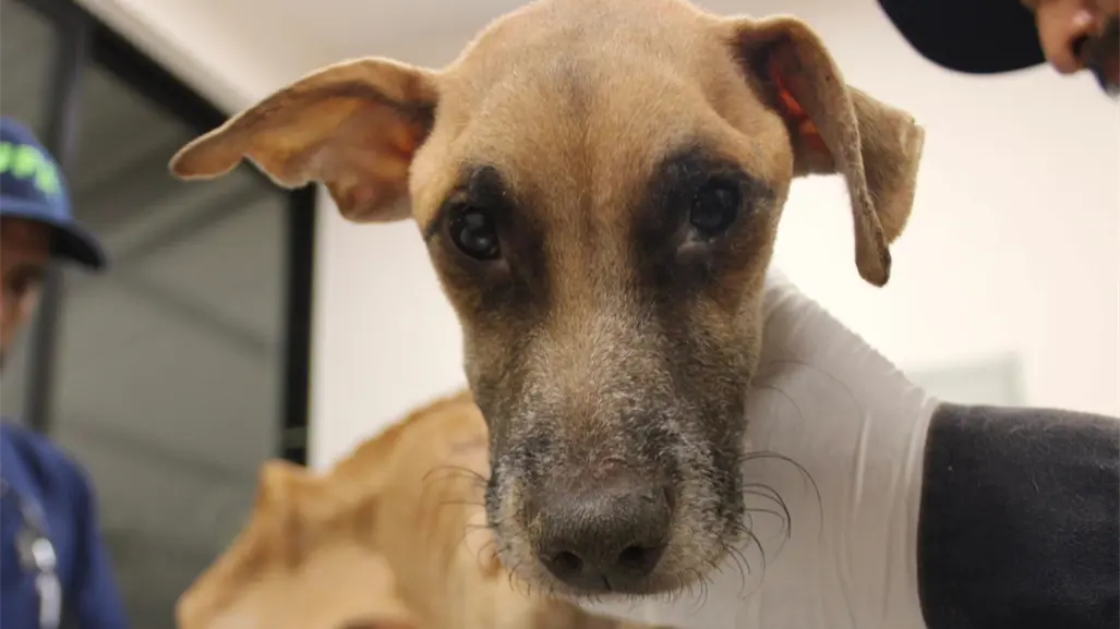 Investigan caso de maltrato animal tras rescate de 8 perros en Ciudad Caucel