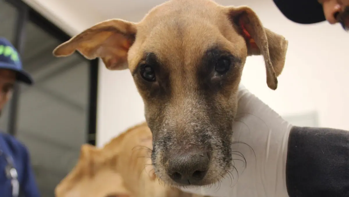 Al interior de la casa se encontraron dos perros sin vida Foto: Unidad de Medio Ambiente y Bienestar Animal Mérida