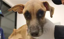 Investigan caso de maltrato animal tras rescate de 8 perros en Ciudad Caucel