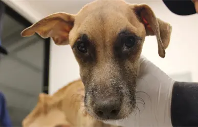 Investigan caso de maltrato animal tras rescate de 8 perros en Ciudad Caucel