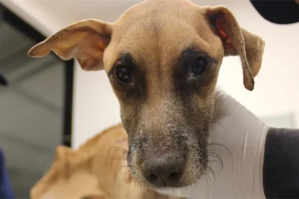 Investigan caso de maltrato animal tras rescate de 8 perros en Ciudad Caucel
