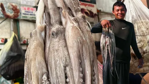 Pulpeada en Yucatán ¿Cuánto se ha capturado hasta el momento?
