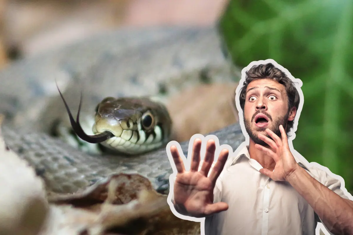 Ante una mordedura de serpiente venenosa, actuar con rapidez y serenidad puede marcar la diferencia./Foto: Canva