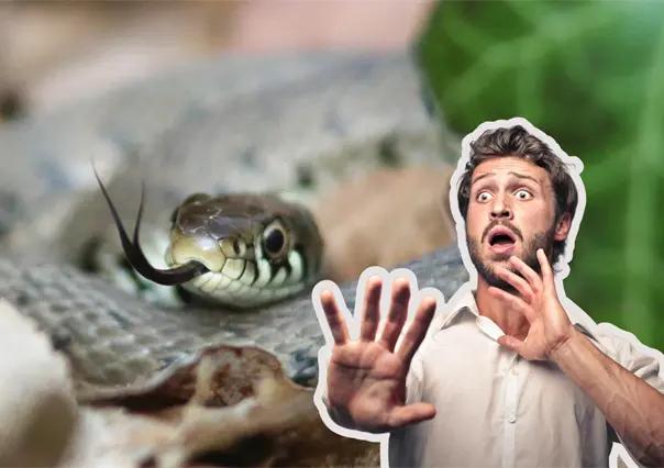 Incrementan mordeduras de víboras en Coahuila, esto debes saber