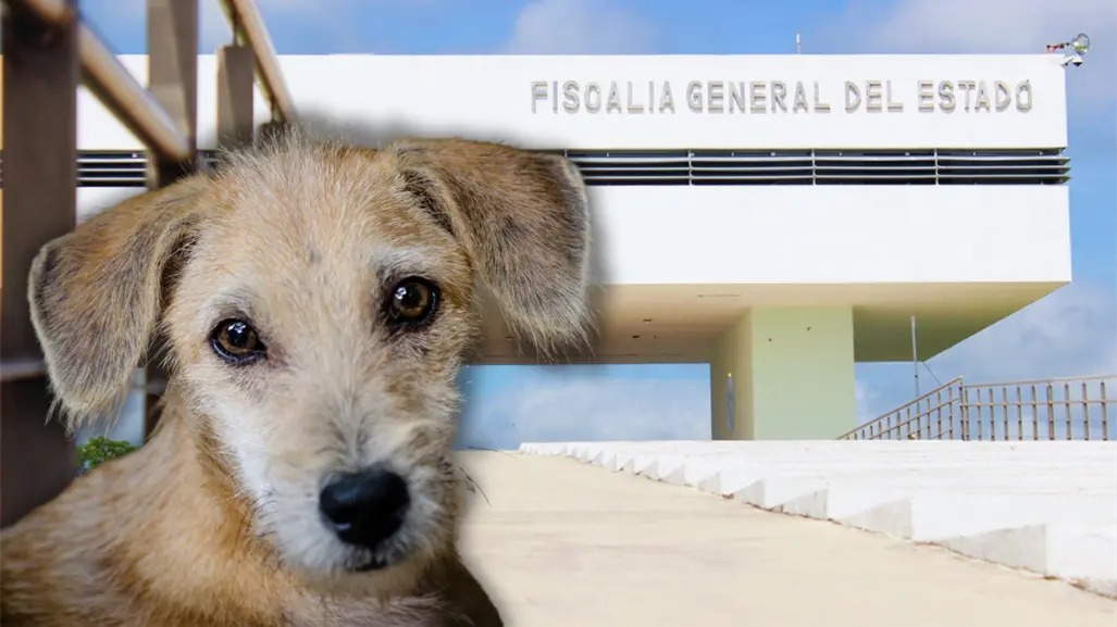 Maltrato animal en Yucatán: por qué es clave denunciar cada caso ante la Fiscalía General del Estado para lograr justicia