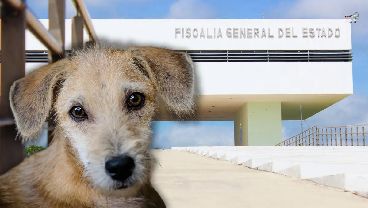 El delito de maltrato animal en Yucatán puede alcanzar penas de prisión de hasta 10 años Foto: Canva/FGE Yucatán
