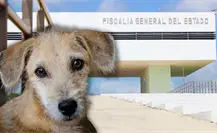 Maltrato animal en Yucatán: por qué es clave denunciar cada caso ante la Fiscalía General del Estado para lograr justicia