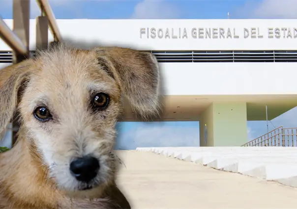 Maltrato animal en Yucatán: por qué es clave denunciar cada caso ante la Fiscalía General del Estado para lograr justicia