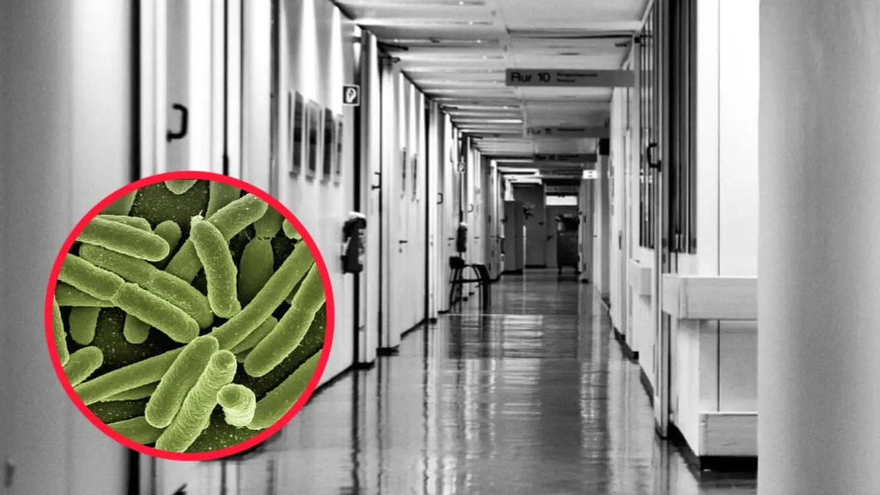 Foto: Pixabay | La bacteria Klebsiella pneumoniae cobró una víctima en el municipio de Lerdo en Durango.