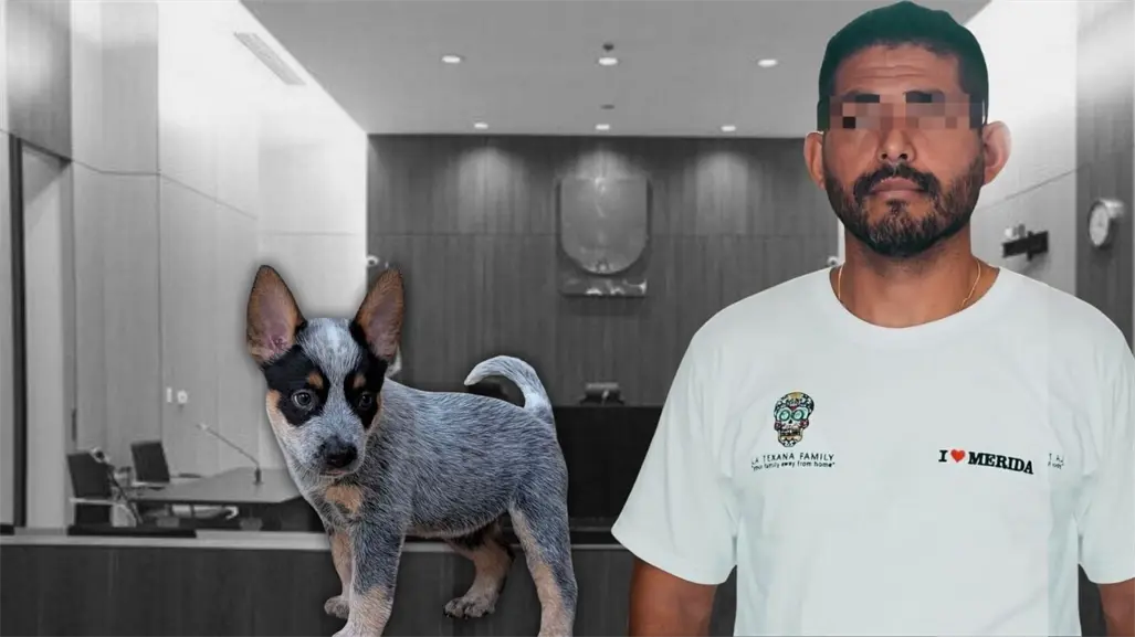 Liberan al presunto agresor de Sicilia, la perrita baleada en Mérida; jueza considera que el delito no es grave