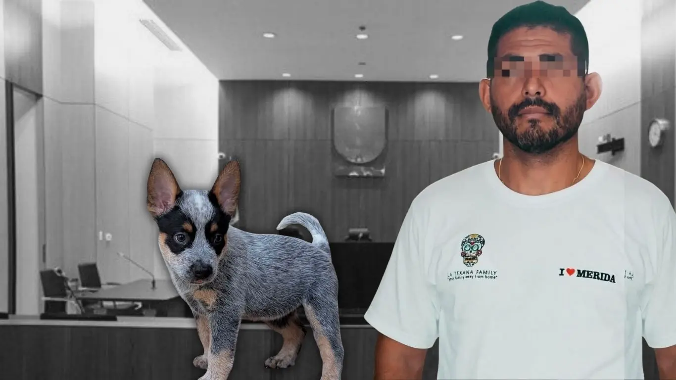 ¿Por qué fue liberado el presunto agresor de la perrita Sicilia?. Foto: Canva