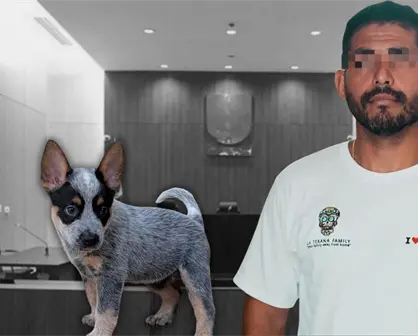 Liberan al presunto agresor de Sicilia, la perrita baleada en Mérida; jueza considera que el delito no es grave