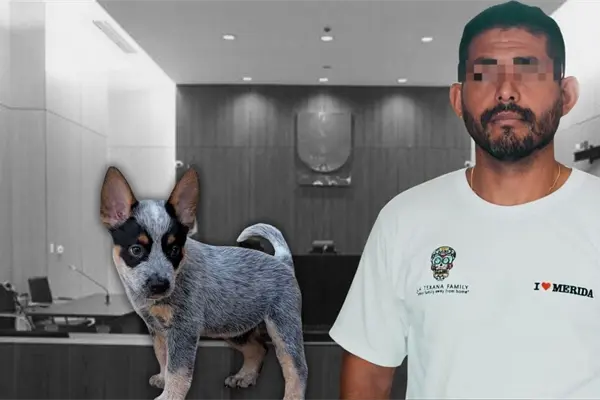 Liberan al presunto agresor de Sicilia, la perrita baleada en Mérida; jueza considera que el delito no es grave