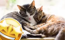 Michi - Fest 2025 en Saltillo, esto es lo que debes saber del evento en pro de mascotas Michi - Fest 2025 en Saltillo, esto es lo que debes saber del evento en pro de mascotas