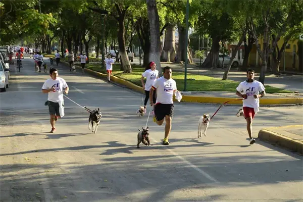 Participa en el séptimo Perrotón KNino y corre junto a tu mascota en Tamaulipas