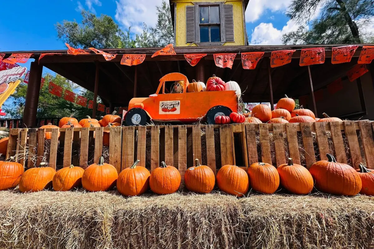 Participa y gana en el concurso de tallado de calabazas | Foto: FB Pumpkin Fest Matamoros