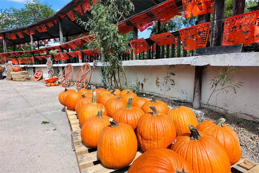 Participa en el concurso de tallado de calabazas | Foto: Pumpkin Fest Matamoros