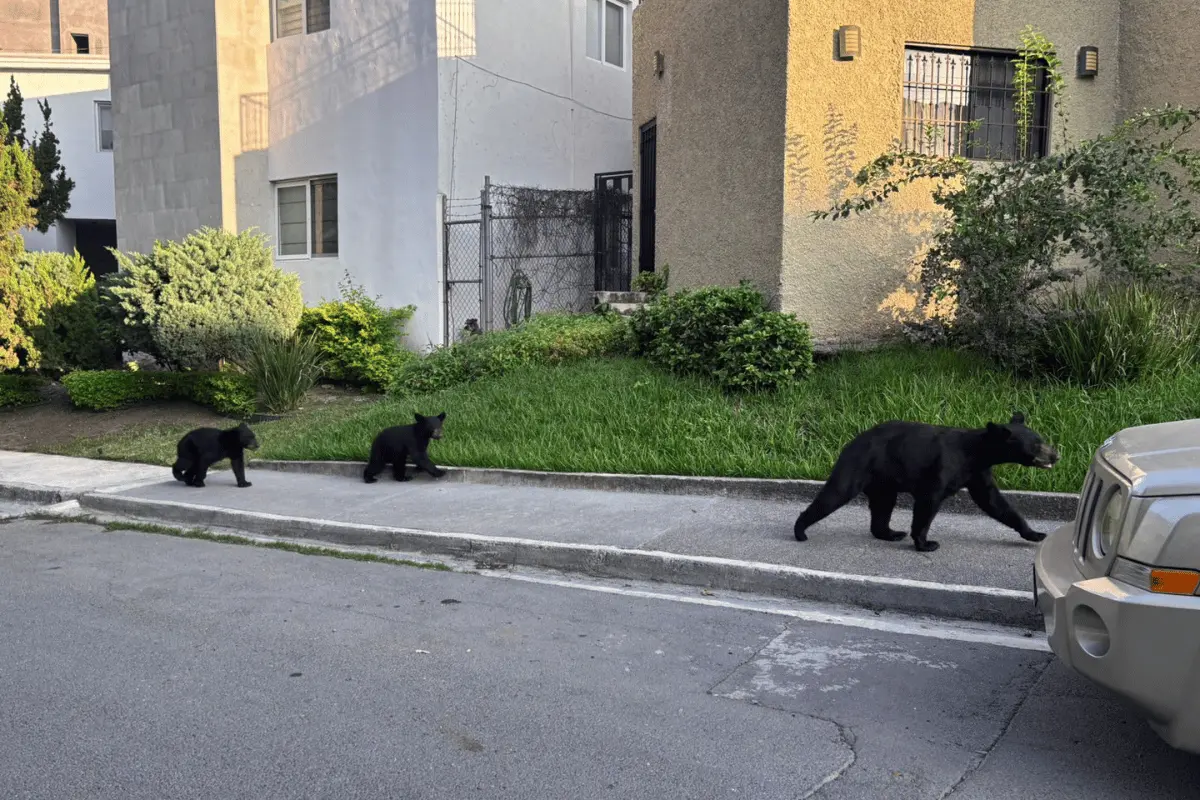 Familia de osos sorprende a vecinos en San Pedro: Protección Civil asegura zona y descarta riesgos. Foto: PCNL.