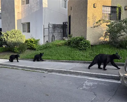 ¡Toda la familia! PCNL atiende avistamiento de osos vistos en San Pedro