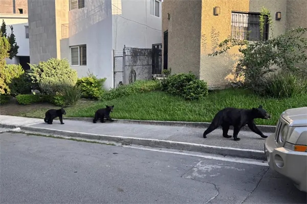¡Toda la familia! PCNL atiende avistamiento de osos vistos en San Pedro