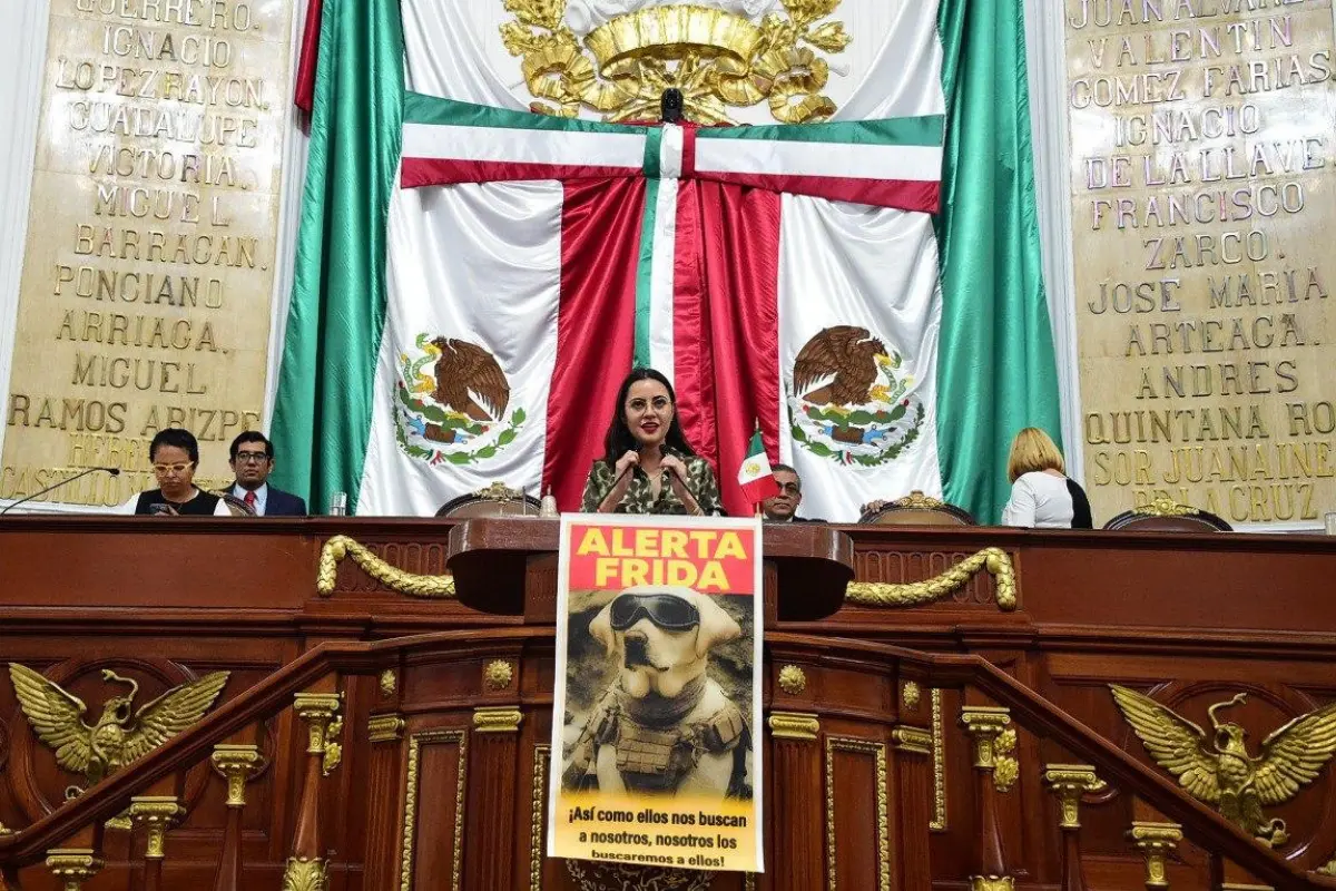 Diputada propone alerta para la búsqueda de animales. Foto: X @Congreso_CdMex