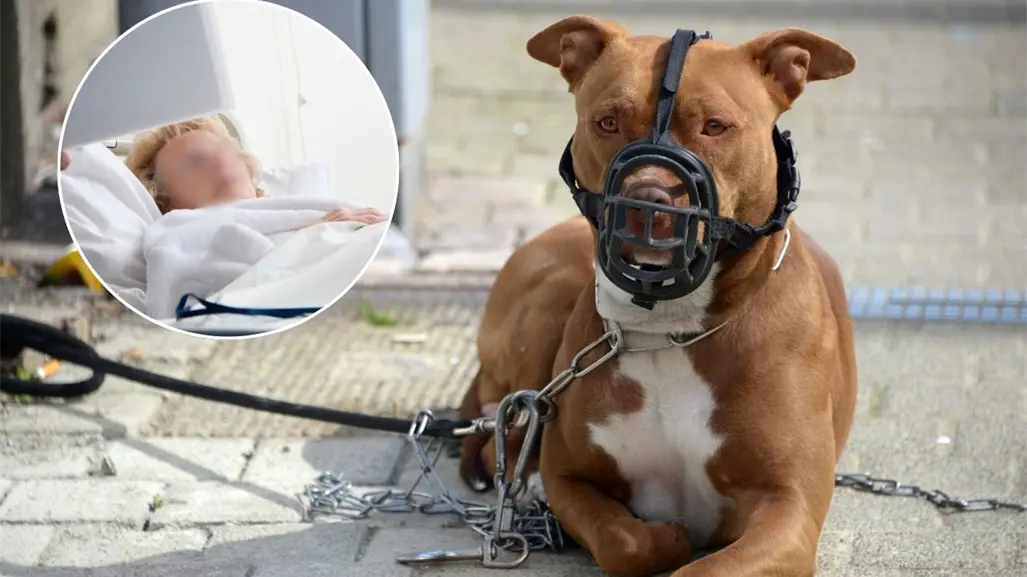 Mujer muere tras ataque de perros en Progreso: dueña es vinculada a proceso por homicidio culposo