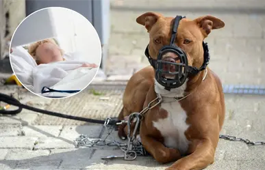 Mujer muere tras ataque de perros en Progreso: dueña es vinculada a proceso por homicidio culposo