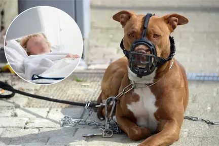 Mujer muere tras ataque de perros en Progreso: dueña es vinculada a proceso por homicidio culposo Mujer muere tras ataque de perros en Progreso: dueña es vinculada a proceso por homicidio culposo