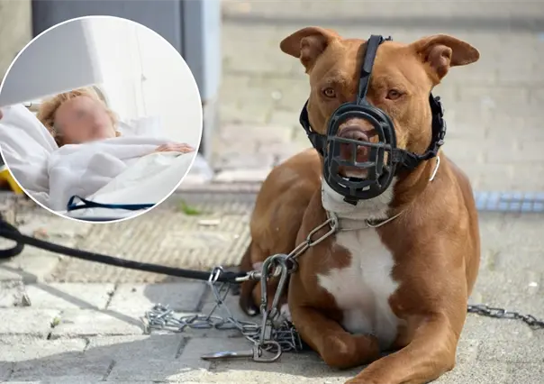 Mujer muere tras ataque de perros en Progreso: dueña es vinculada a proceso por homicidio culposo