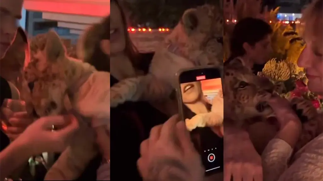 VIDEO | Cachorro de león exhibido en fiesta en Polanco provocando indignación en redes sociales