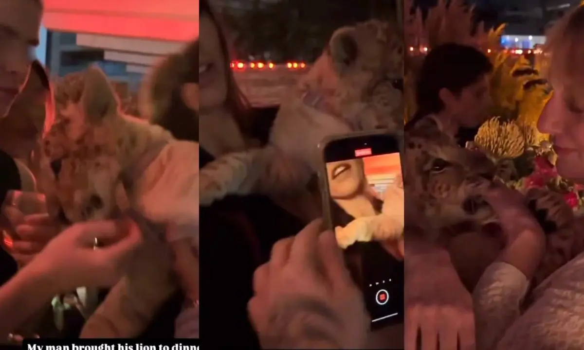 Asistentes a la fiesta privada en Polanco CDMX jugando con el cachorro de león. Foto: captura X (@rbarriosfuentes) | Canva