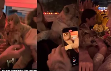 VIDEO | Cachorro de león exhibido en fiesta en Polanco provocando indignación en redes sociales