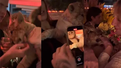 VIDEO | Cachorro de león exhibido en fiesta en Polanco provocando indignación en redes sociales
