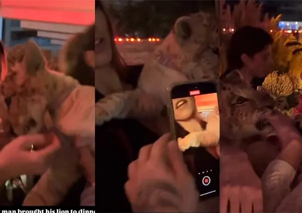 VIDEO | Cachorro de león exhibido en fiesta en Polanco provocando indignación en redes sociales