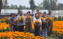 Récord de 6 millones de flores de cempasúchil en CDMX: así se alista la ciudad para Día de Muertos