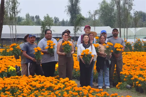 Récord de 6 millones de flores de cempasúchil en CDMX: así se alista la ciudad para Día de Muertos