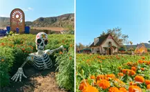 Día de Muertos 2025: Mictlán, el lugar en Tijuana con los spots más coloridos para tus fotos
