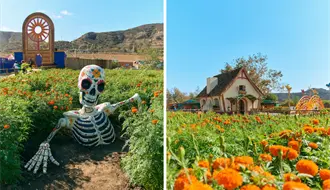 Día de Muertos 2025: Mictlán, el lugar en Tijuana con los spots más coloridos para tus fotos